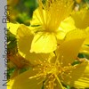 Huile végétale de fleurs de Millepertuis BIO 3