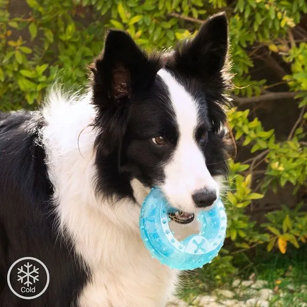 Jouet Rafraîchissant à Mordre pour Chiens