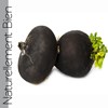 Radis Noir BIO  2