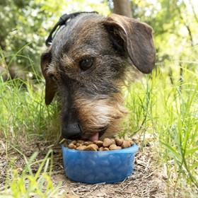 Bouteille Distributrice Eau & Aliments Animaux 3