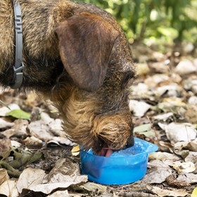 Bouteille Distributrice Eau & Aliments Animaux 4