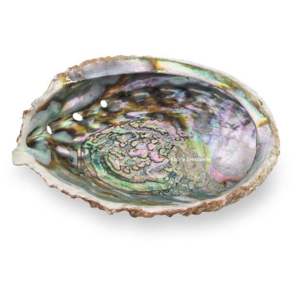 Abalone Coquillage D'ormeau
